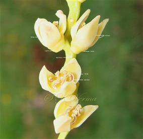  Male flowers